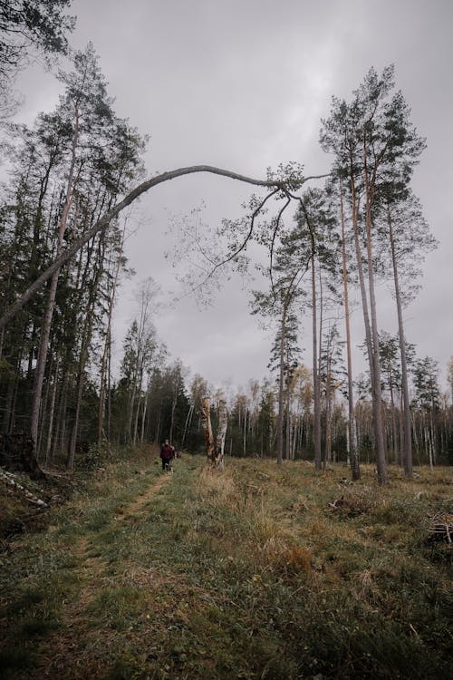 People Walking in the Forest in Distance 