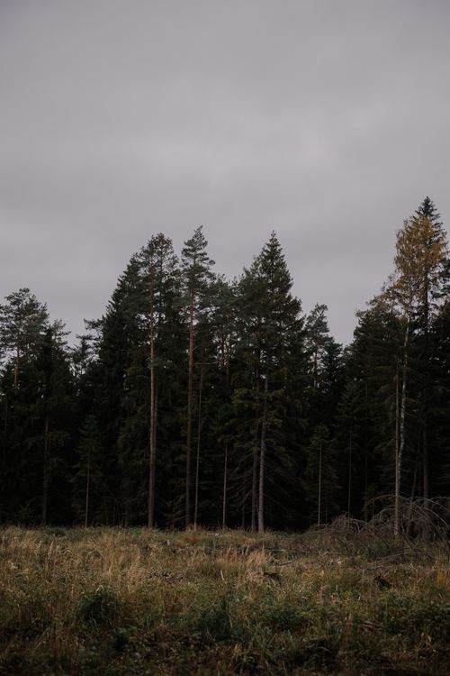 Free Calm forest scene with conifers under a moody sky, capturing the essence of fall. Stock Photo