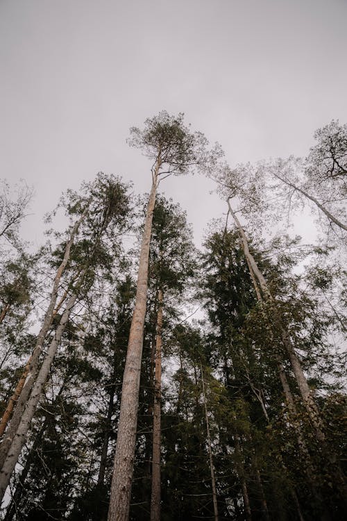 Low Angle Shot of Coniferous Trees