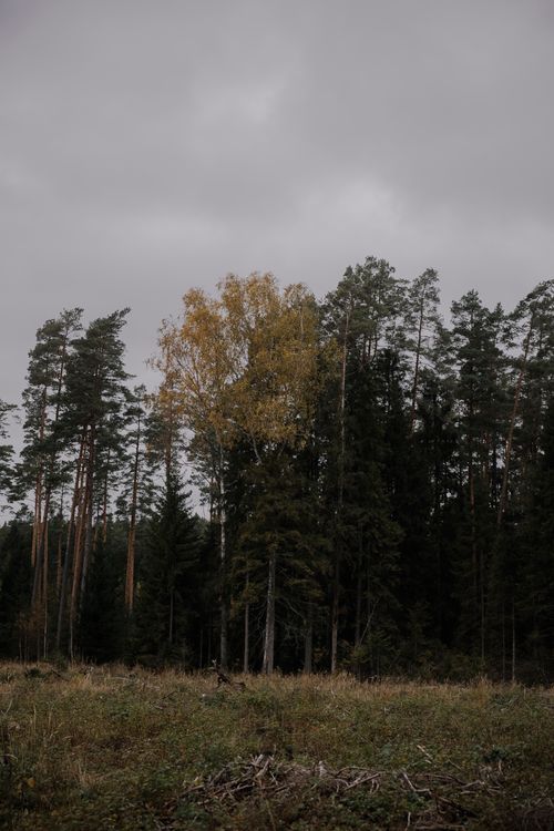 Free A serene forest scene showcasing autumn trees and an overcast sky, creating a tranquil nature landscape. Stock Photo