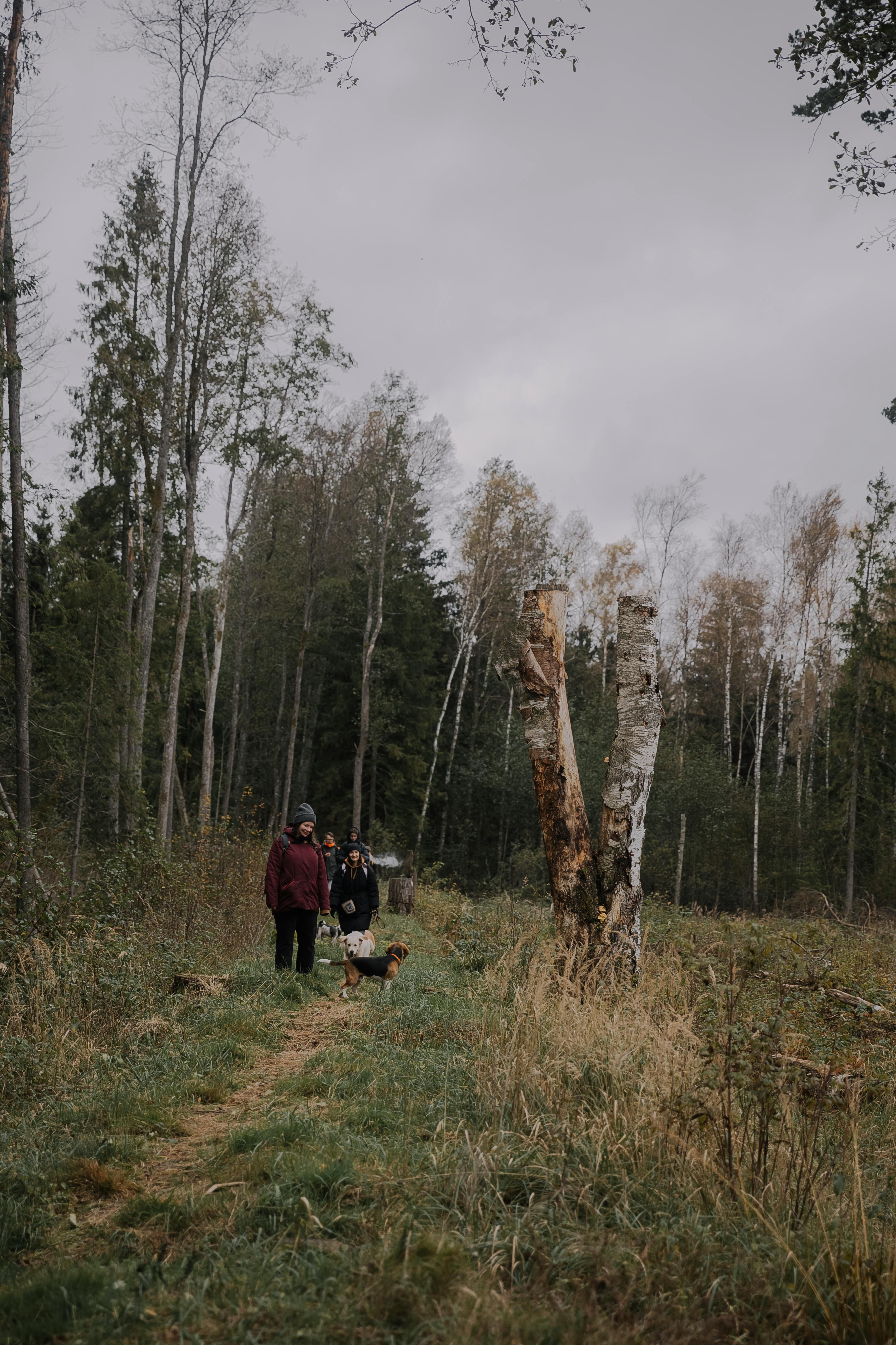 Cute Little Dog in a Sweater on a Walk in the Forest in Autumn