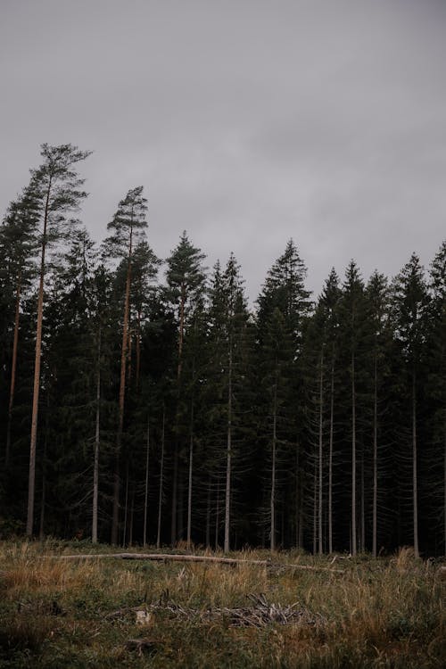 Ilmainen kuvapankkikuva tunnisteilla havupuut, kasvikunta, kenttä