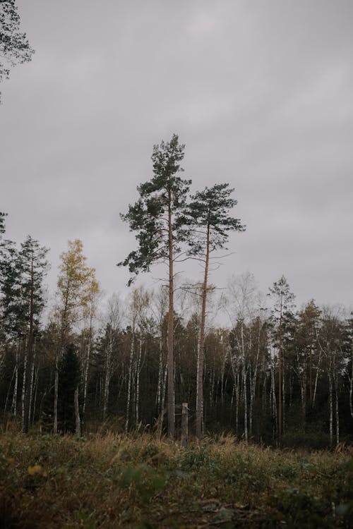 Gratis stockfoto met bewolking, bewolkt, bloemen