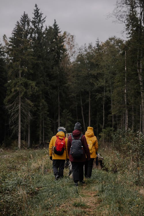 Immagine gratuita di alberi, autunno, avventura