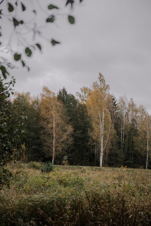 Free Serene autumn landscape featuring birch trees in a quiet forest clearing. Stock Photo