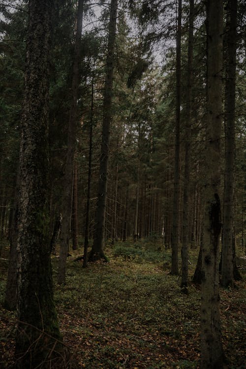 Gratis stockfoto met bloemen, bomen, Bos