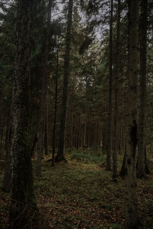 Free Moody autumn forest with tall evergreens and rich green moss on the forest floor. Stock Photo