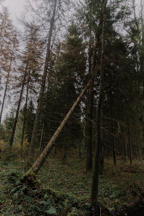 Foto profissional grátis de árvores, conífera, declínio