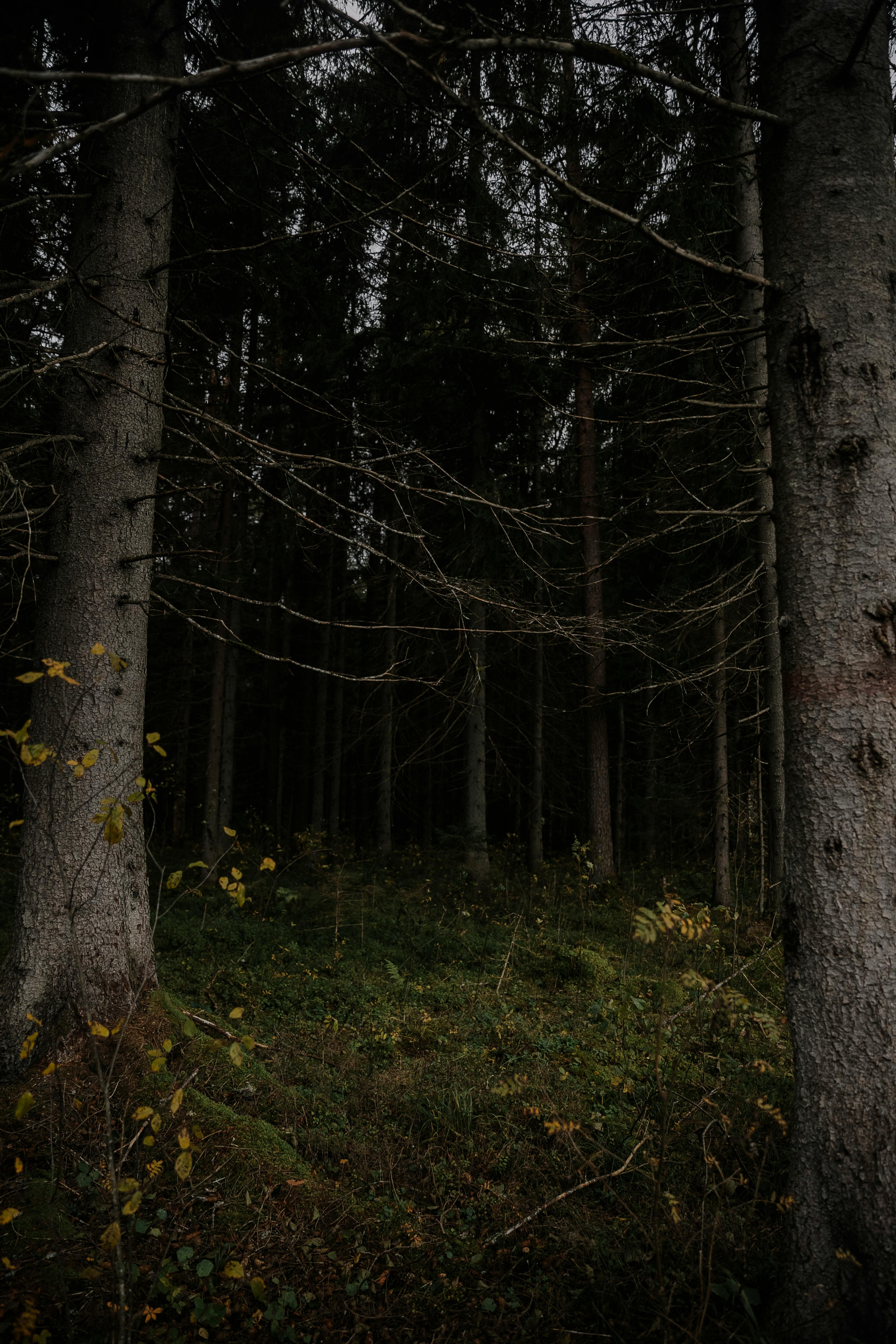 View of a Dark Forest · Free Stock Photo