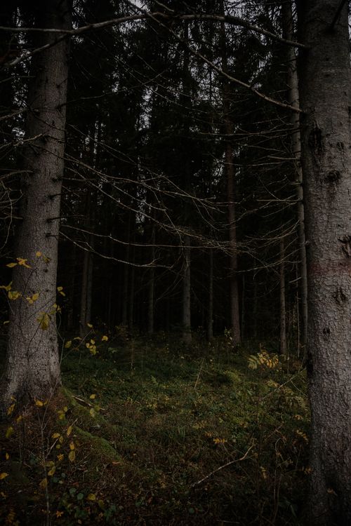 Free Explore a moody autumn forest under the canopy of towering conifers. Stock Photo