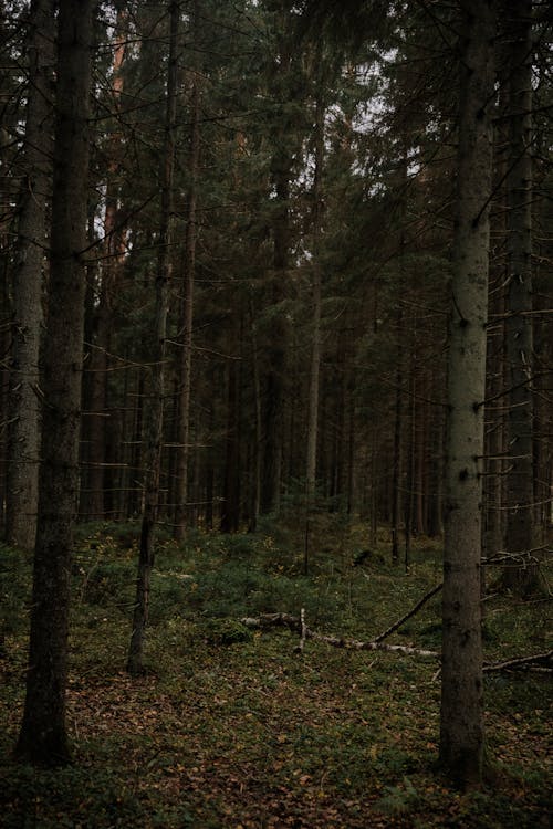View of a Dark Coniferous Forest