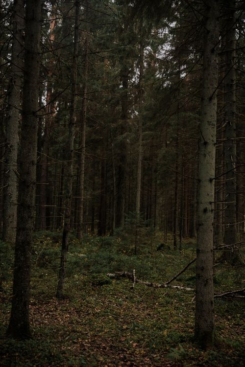 Free A serene and dense forest showcasing tall evergreen trees in an autumn setting. Stock Photo