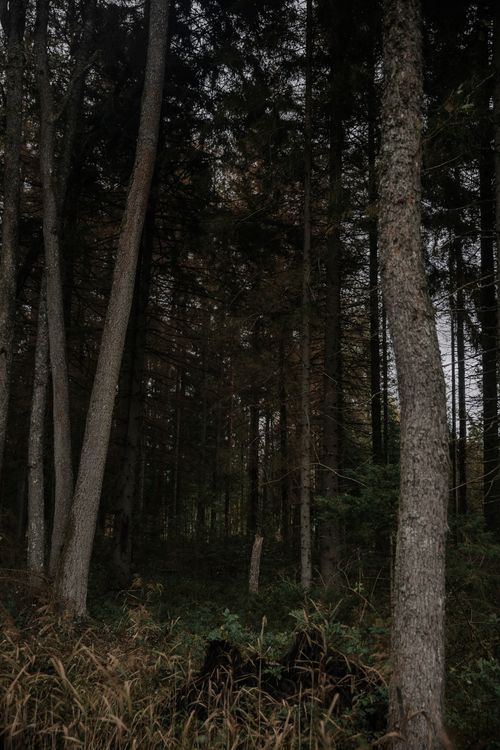 Free Explore the dark, dense conifer forest, capturing the essence of autumn. Stock Photo
