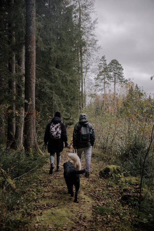 Foto d'estoc gratuïta de animals, arbres, bosc