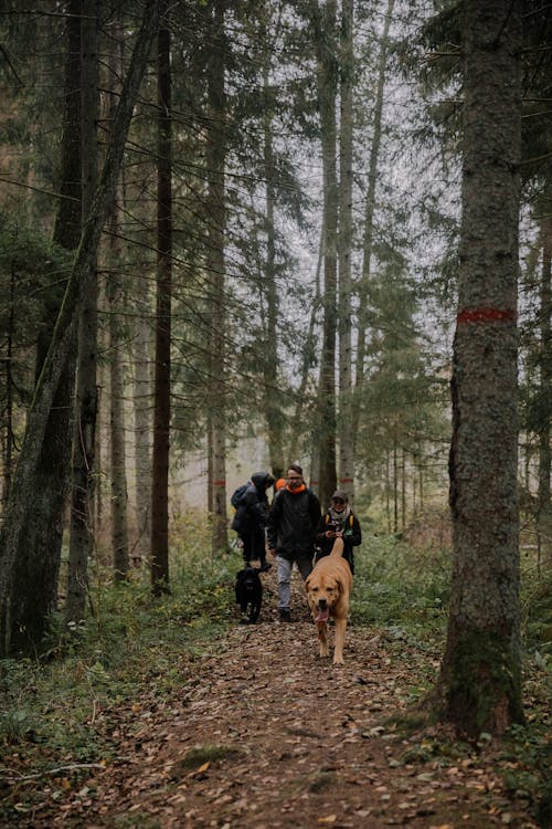 Fotos de stock gratuitas de animales, arboles, bosque