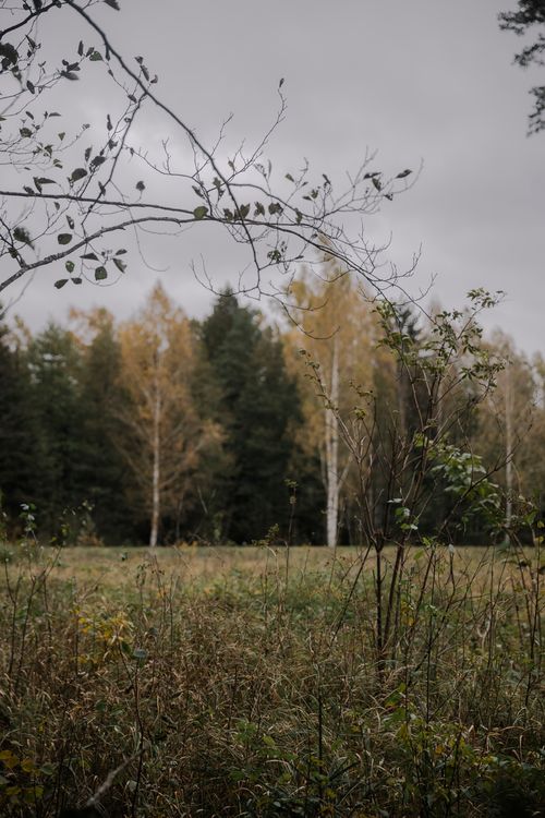 Free Peaceful autumn scene with a meadow and trees under a cloudy sky, showcasing nature's beauty. Stock Photo
