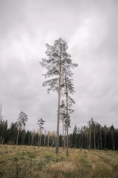 Gratis stockfoto met bewolking, bewolkt, bloemen