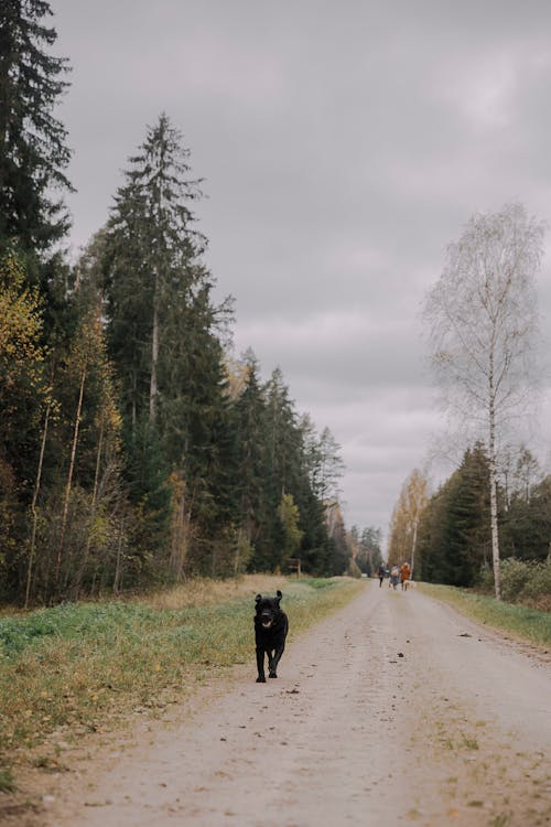 Kostnadsfri bild av djur, falla, höst