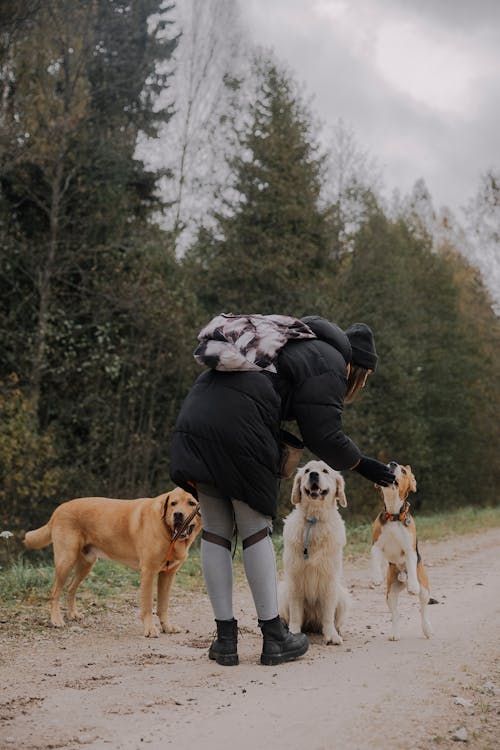 Kostnadsfri bild av falla, höst, hund promenad