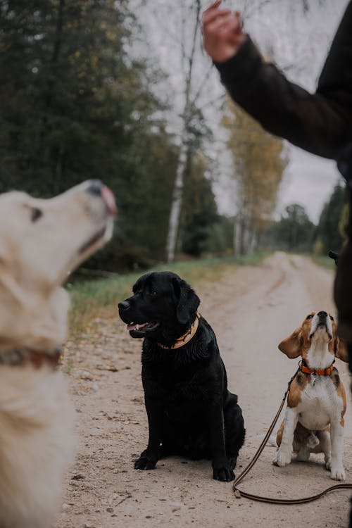 Foto stok gratis anjing beagle, anjing golden retriever, binatang peliharaan