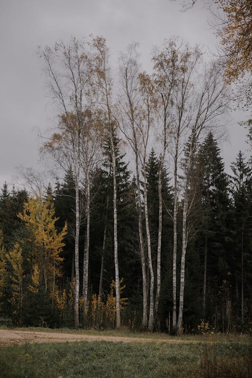 Birches and Dirt Road in Forest