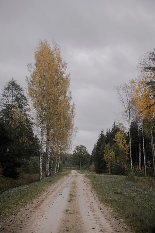 Free A serene autumn dirt road lined with colorful trees in a forest setting. Stock Photo