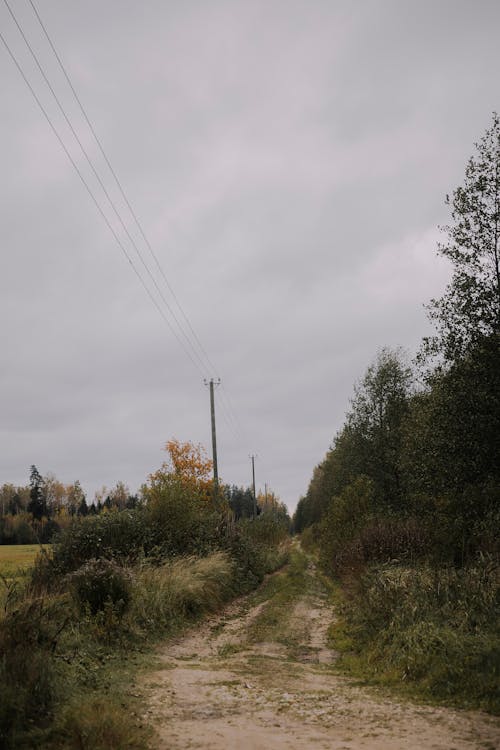 Dirt Road among Trees and Bushes