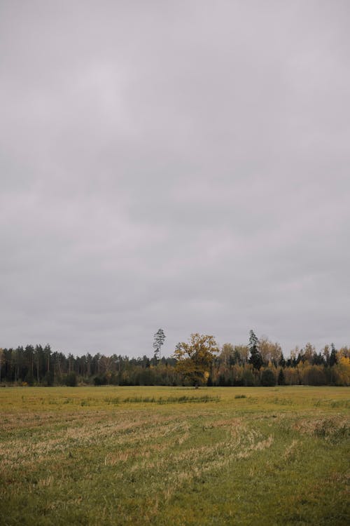 Kostnadsfri bild av fält, grässlätt, grön