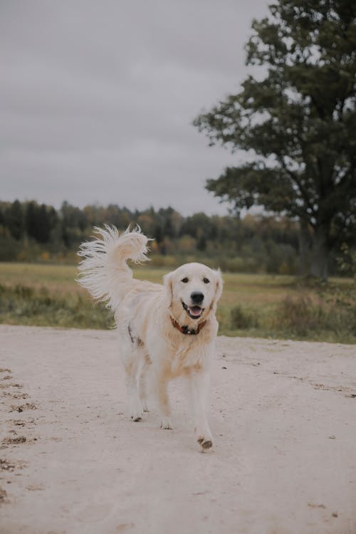 A Golden Retriever on the Road in the Countryside 