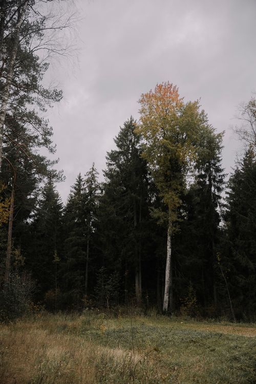 Free Serene autumn forest scene with tall pine trees and moody sky, ideal for nature themes. Stock Photo