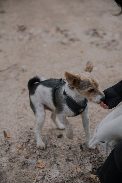 Gratis stockfoto met aarde, detailopname, dierenfotografie