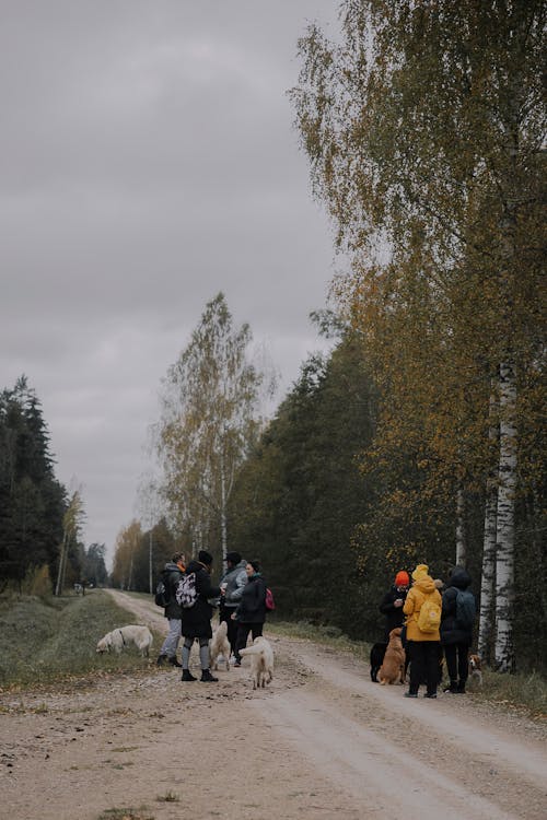 Kostnadsfri bild av falla, gående, grupp