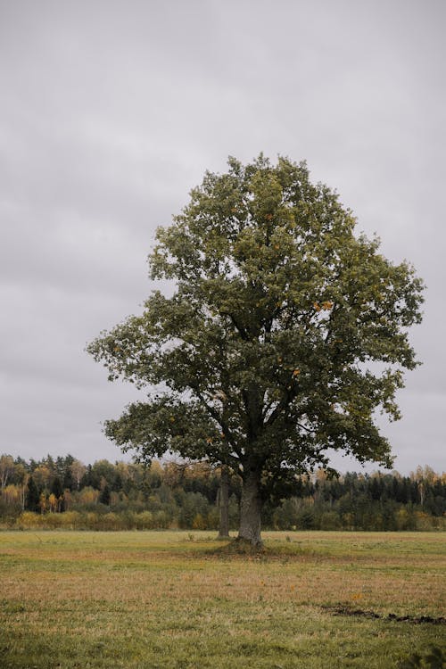 Foto d'estoc gratuïta de arbre, camp, natura