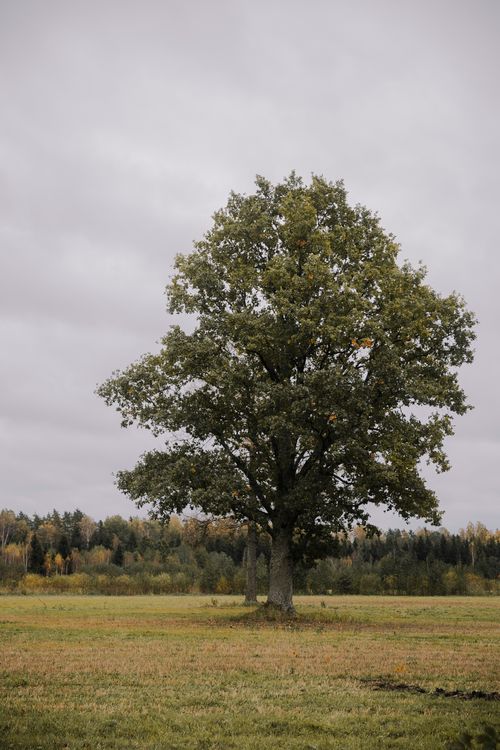 Free A solitary oak tree stands in a vast meadow under a cloudy sky, evoking tranquility and nature's beauty. Stock Photo