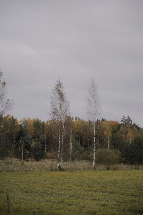 Free Calm autumn scenery featuring birch trees and a grassy field under a cloudy sky. Stock Photo