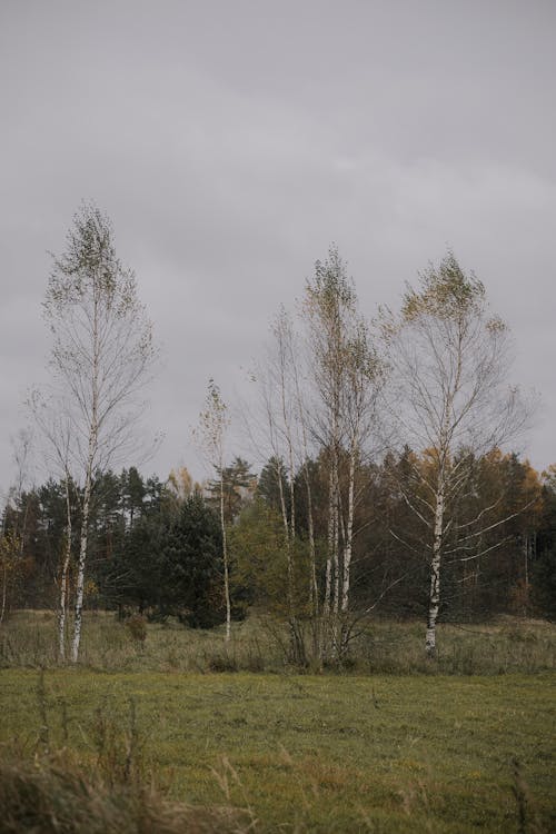 Бесплатное стоковое фото с березы, вертикальный выстрел, деревья
