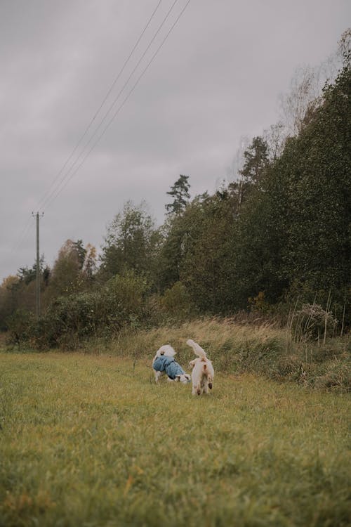 Gratis arkivbilde med dyrefotografering, forkjølelse, gressmark