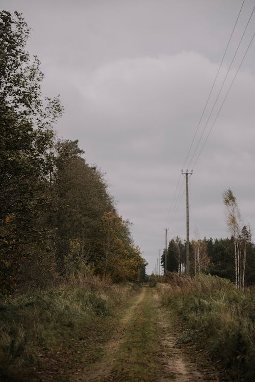 Imagine de stoc gratuită din arbori, codru, drum de pământ