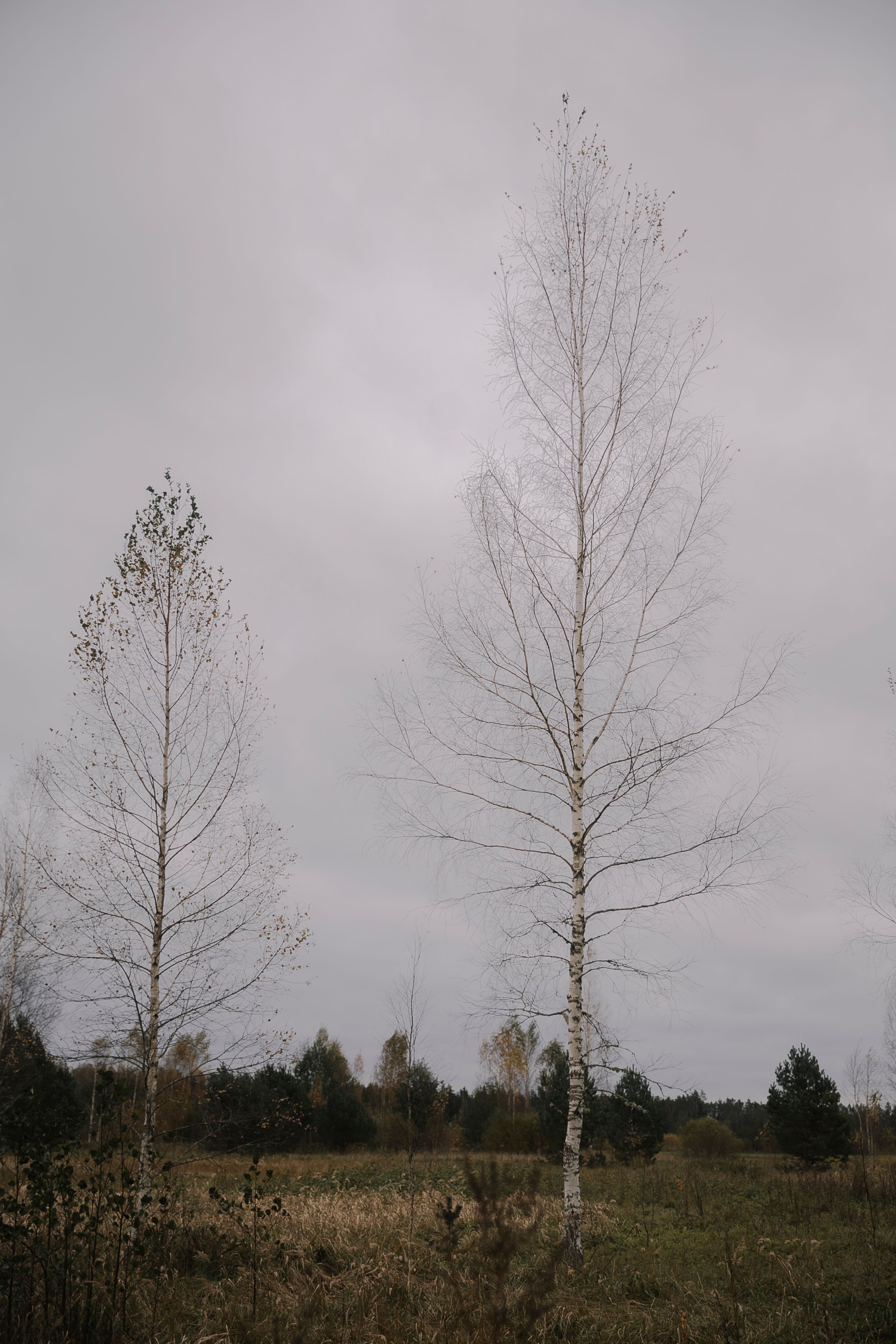Tall birch trees stand in a rural grassland under an overcast sky, capturing the tranquility of nature.