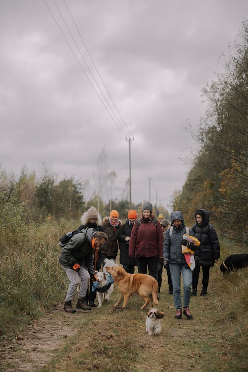 Foto d'estoc gratuïta de animals, arbres, bosc