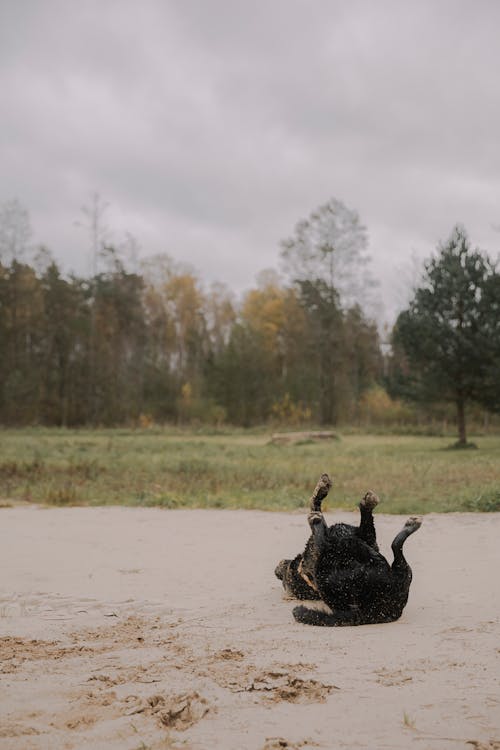 Kostenloses Stock Foto zu außerorts, haustier, hinlegen