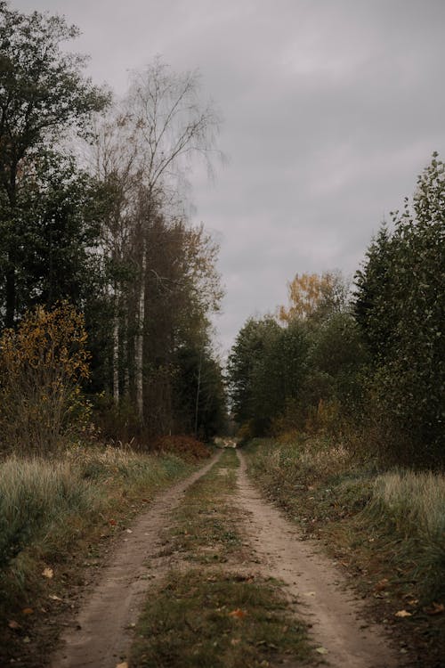 Foto profissional grátis de árvores, declínio, estrada de terra