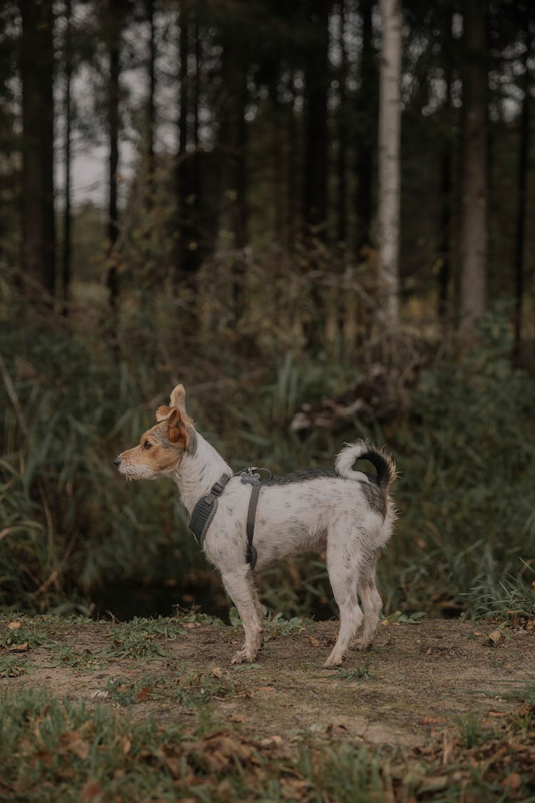 A Small Dog In The Forest