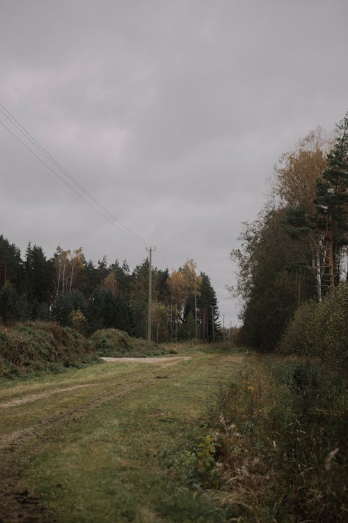 Foto d'estoc gratuïta de arbres, bosc, camí de carro