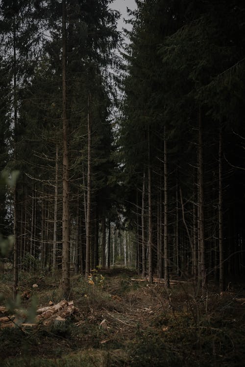 Free Parting Between the Trees in a Forest Stock Photo