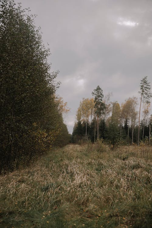 Základová fotografie zdarma na téma les, louky, příroda