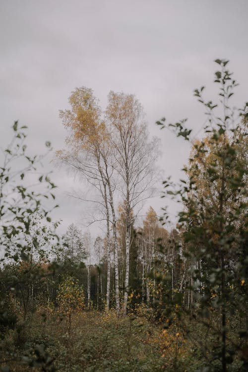 垂直拍摄, 天性, 桦树 的 免费素材图片