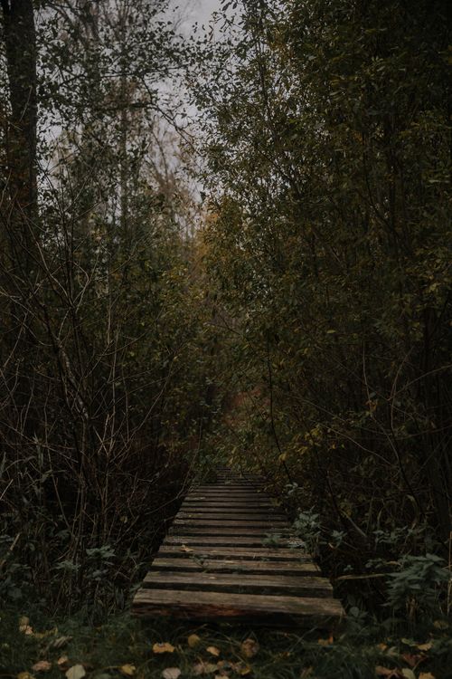 Free A moody, misty pathway with wooden footbridge leading through a forest in autumn. Stock Photo