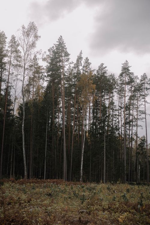 Free Serene view of tall pine trees in a lush forest against a cloudy sky, evoking tranquility and natural beauty. Stock Photo