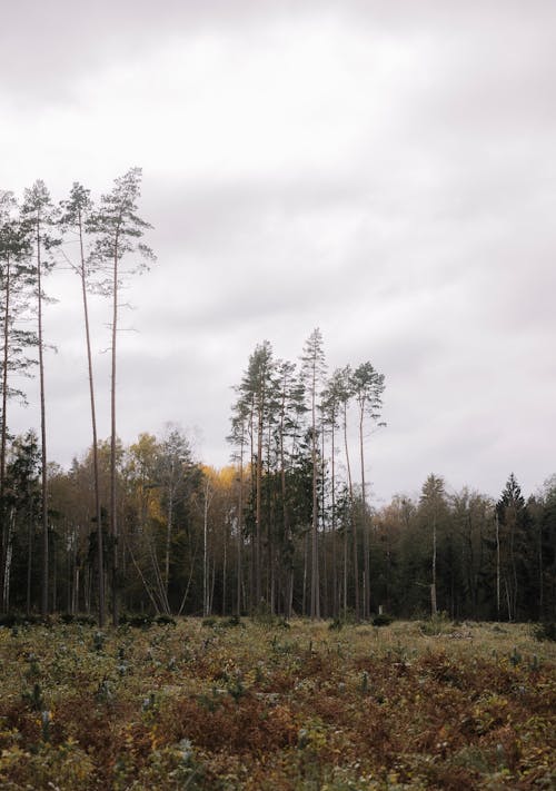 Základová fotografie zdarma na téma les, louky, příroda